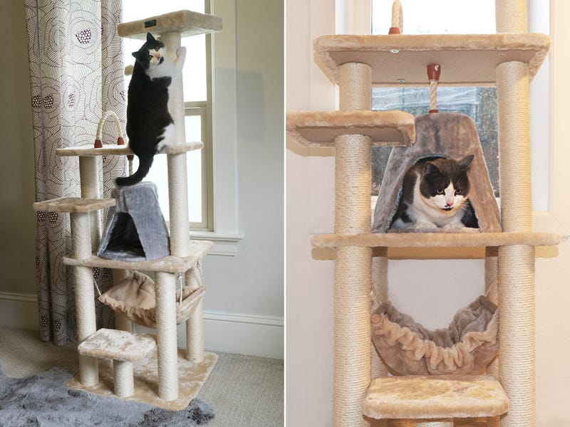 Best Safety Tree for Cats to Escape Up: Our Top Picks