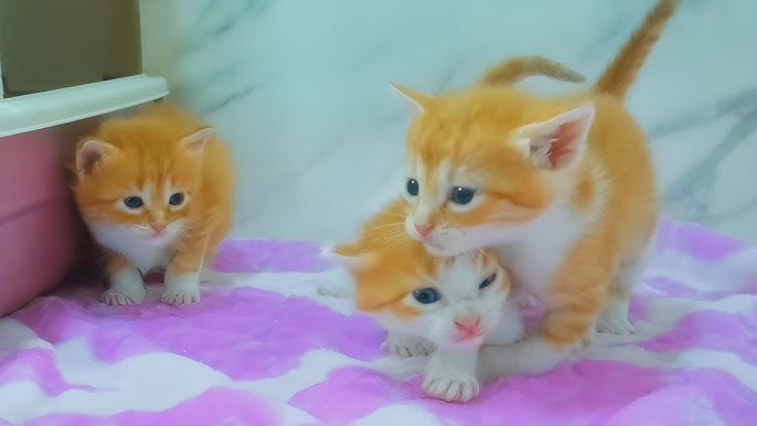 Mama Cat News: The Latest Updates and Cute Stories