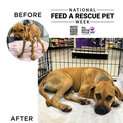National Feed a Rescue Pet Week 2024 Is Coming, Lets Help!
