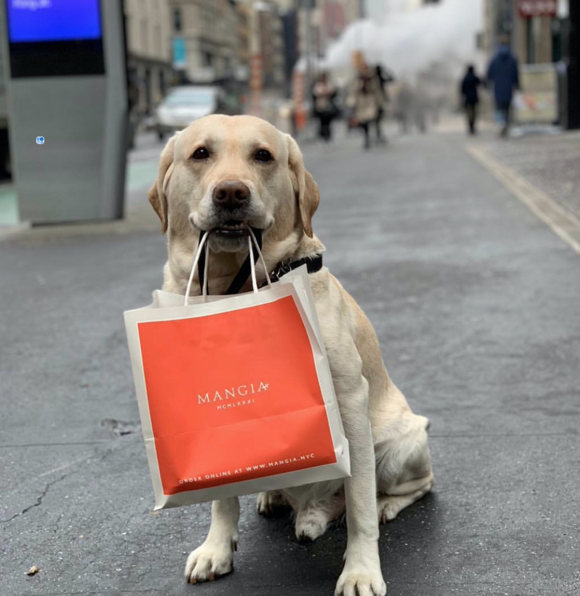 Unwind with Your Furry Friend: Dog Friendly Coffee Shops Near Me Now