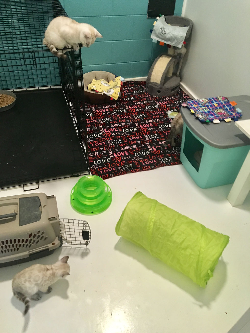 Cattery Ideas: Essential Tips for a Happy and Healthy Cat Space