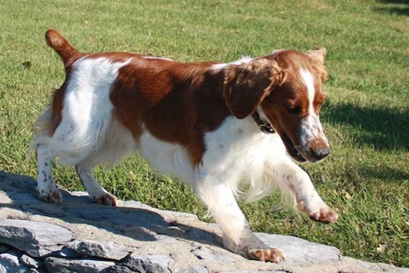 Breaking Welsh Springer Spaniel News: Get the Latest Info