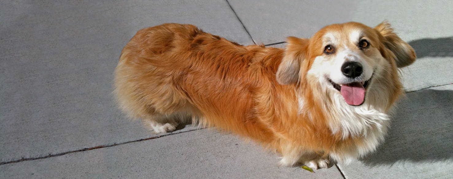 Cocker Spaniel Corgi Mix: Is This Adorable Breed Right for You?