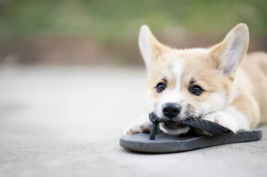 Corgi Mouthing: What Does It Mean and Is It Normal?