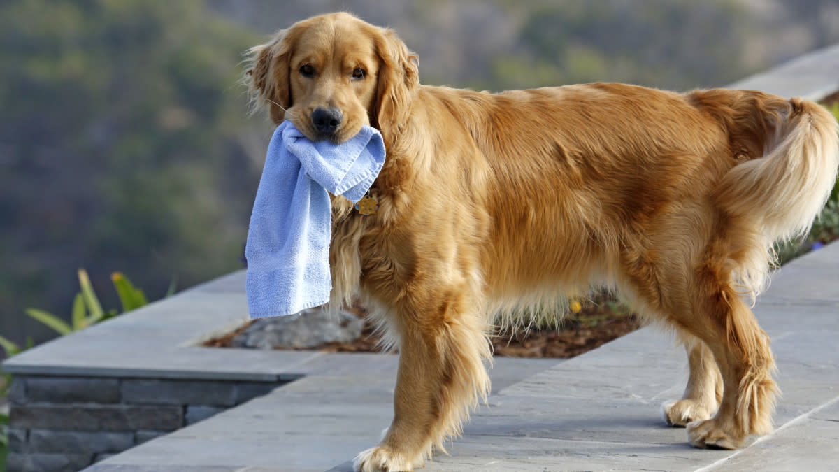 Golden Retriever News: Stay Updated on Everything About Your Beloved Breed!