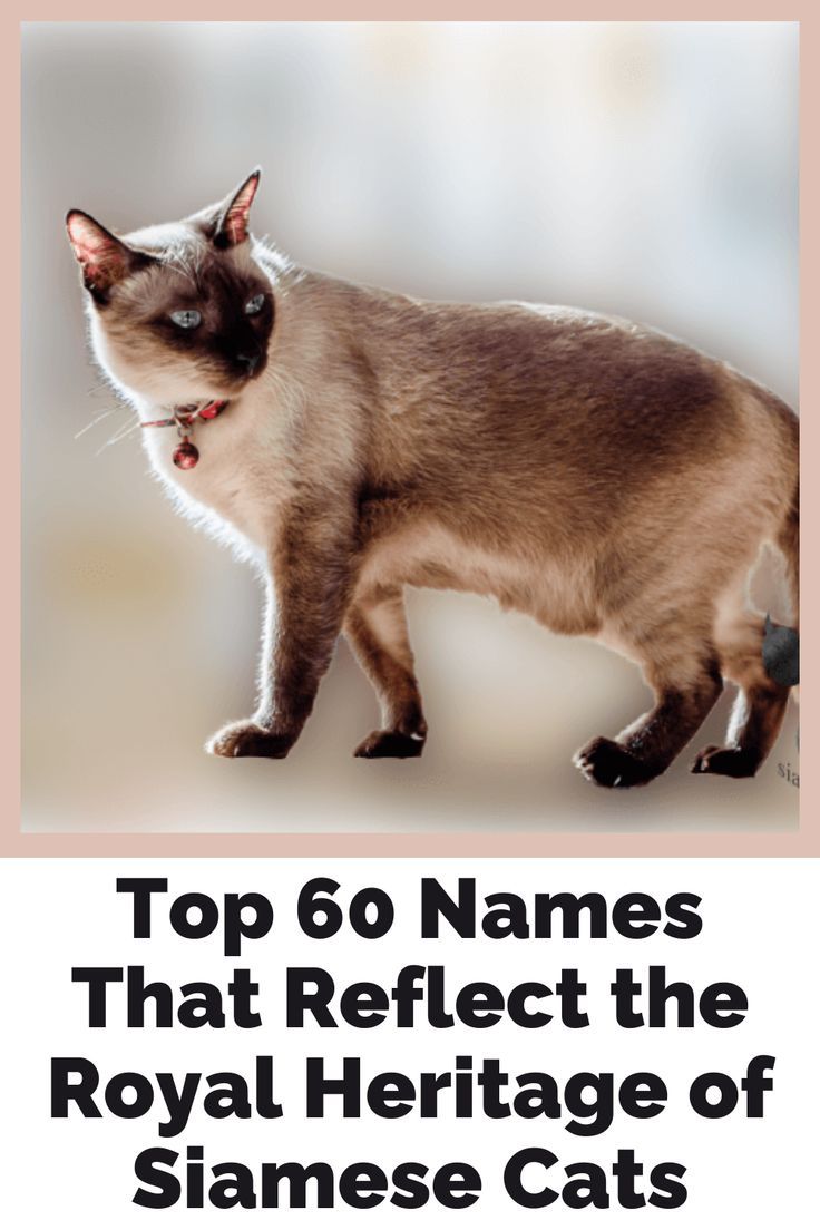 Discover the Best Siamese Cat Names: Royal and Unique Names