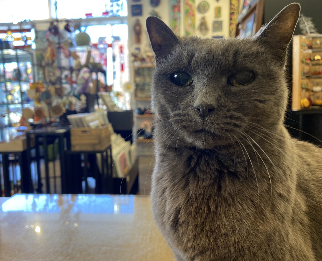 Adopt a Russian Blue Cat in Cincinnati - Your New Best Friend Awaits