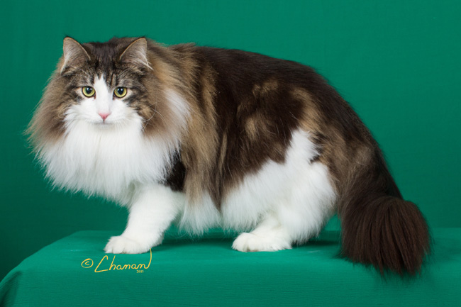 Adorable Norwegian Forest Cats: Find Them at Our Cattery