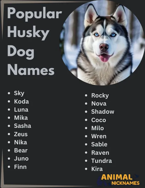 Choosing a Name for Your Husky: Why Snoopy Might Be a Good Fit