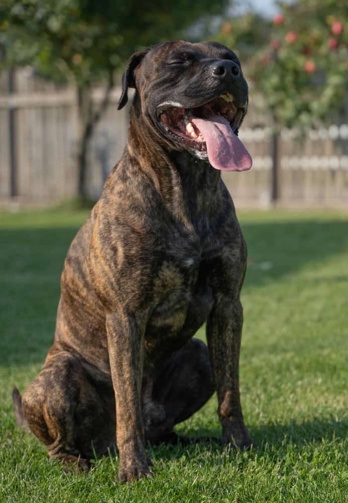Choosing the Best Dog Food for Presa Canario: A Simple Guide
