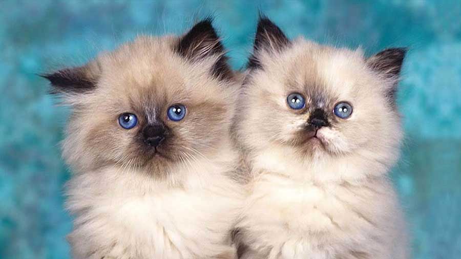 Whats the Real Himalayan Persian Cat Cost? See the Prices