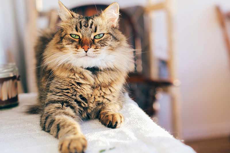 Do Maine Coon Cat Hypoallergenic Really Exist? The Truth