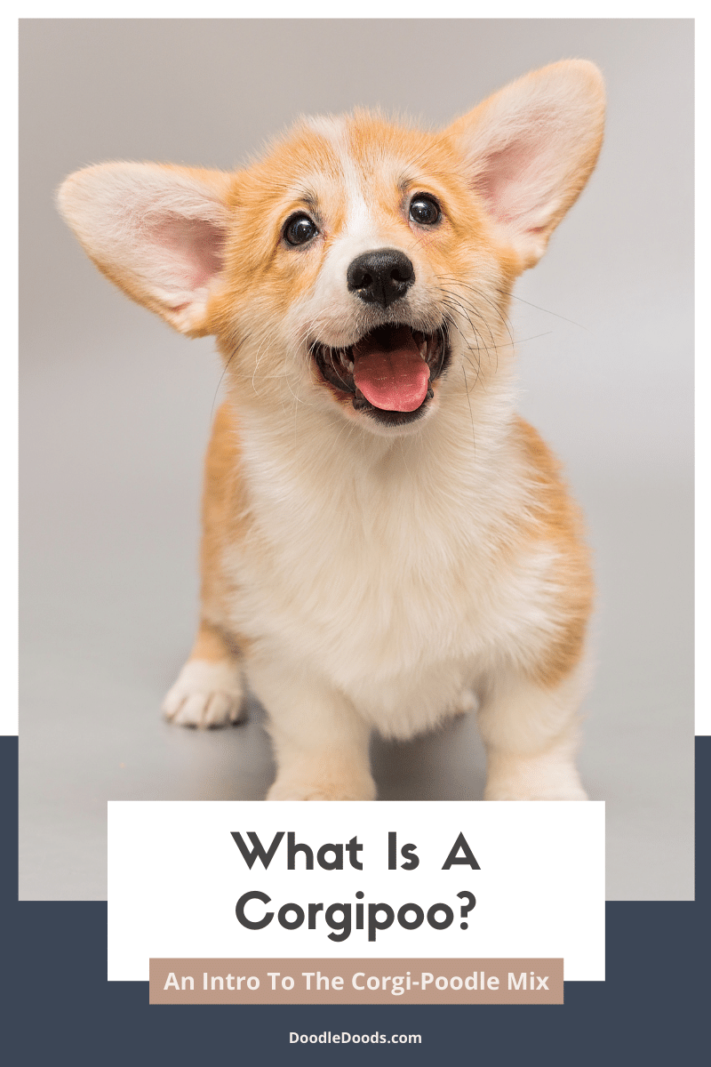 Is a Corgi Goldendoodle Mix Right for You? Discover the Pros and Cons of This Popular Mix.