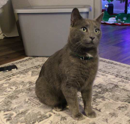 Russian Blue Cat for Sale Michigan: Your Dream Cat Awaits!