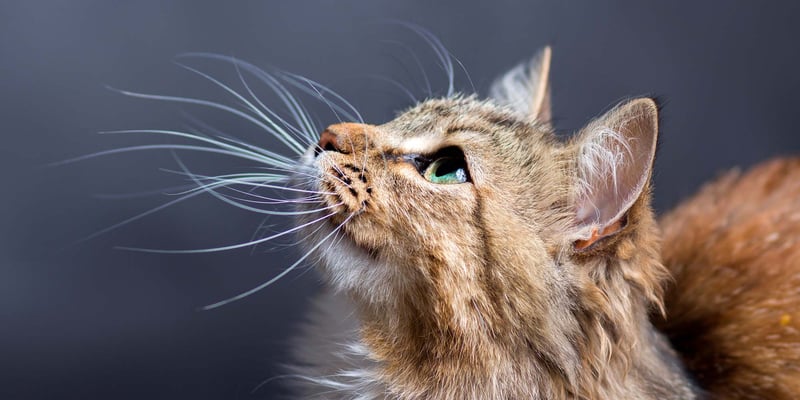 How Long Does It Take for a Cats Whiskers to Grow Back