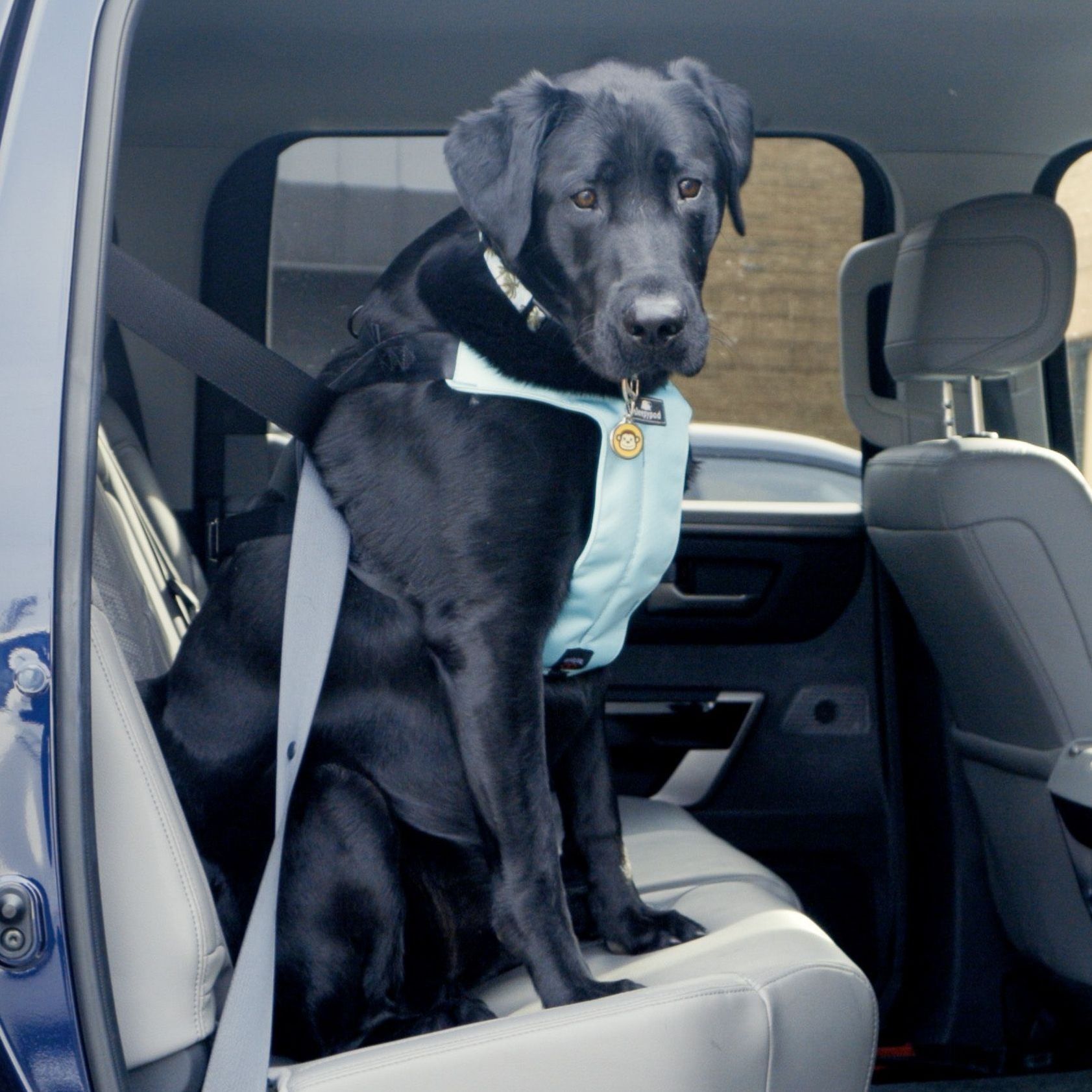 Best Car Pet Beds 2024: Top Picks for Road Trips with Your Pal.