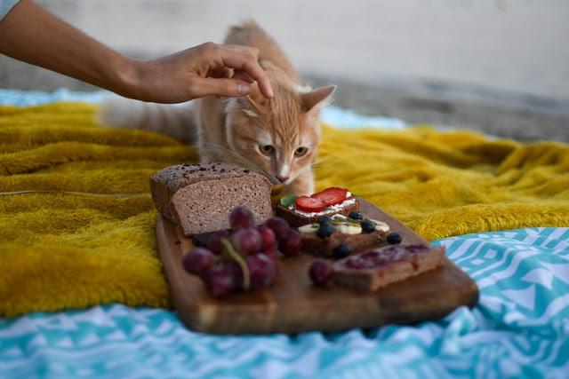 Cat Food Thanksgiving Dinner: Tips for a Feline Feast