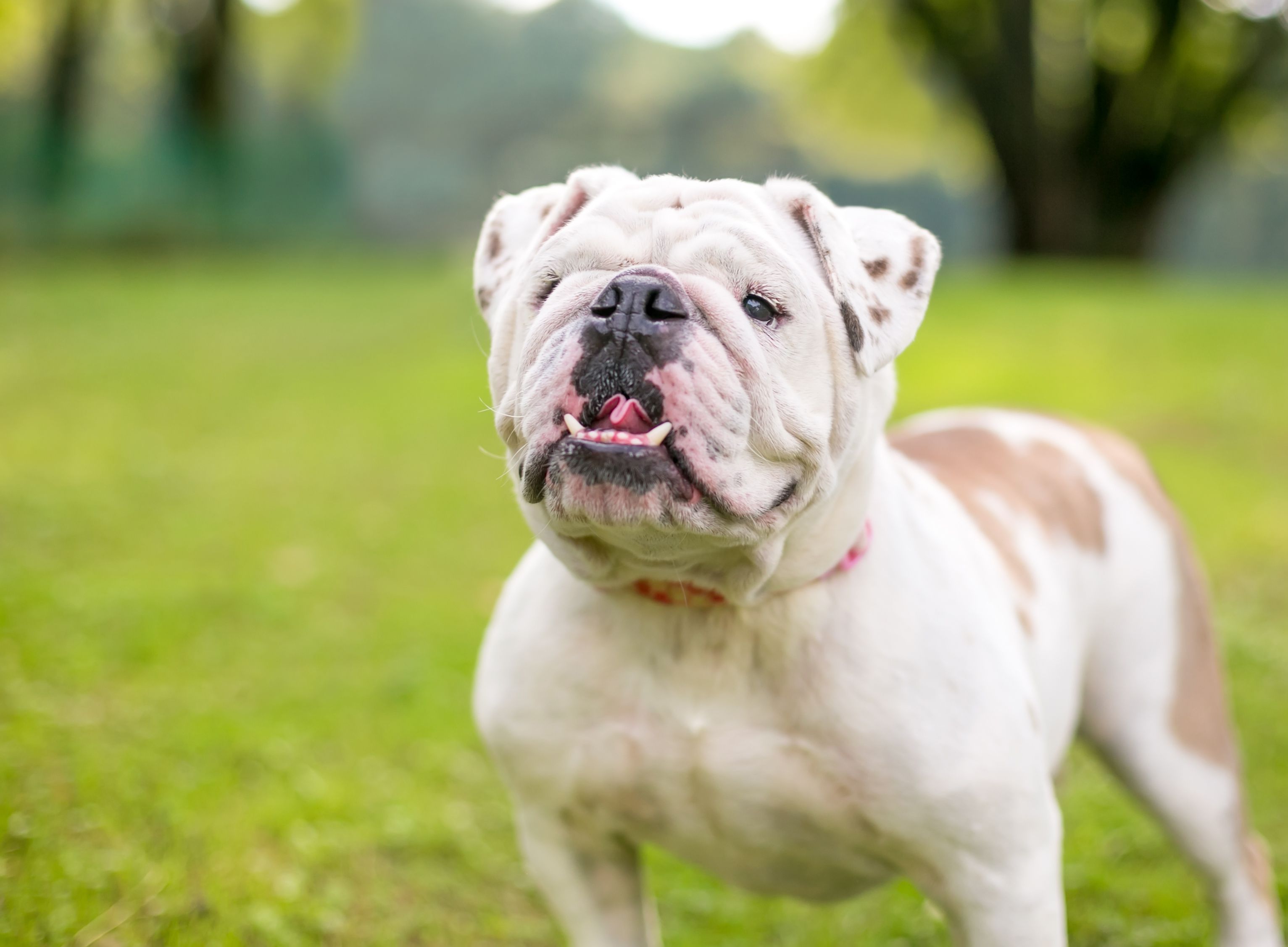 Bulldog Underbite getting worse? Bulldog Underbite need to fix?