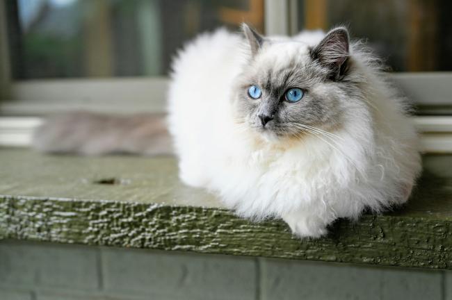 White Ragdoll Cat Blue Eyes: A Stunning Breed Spotlight