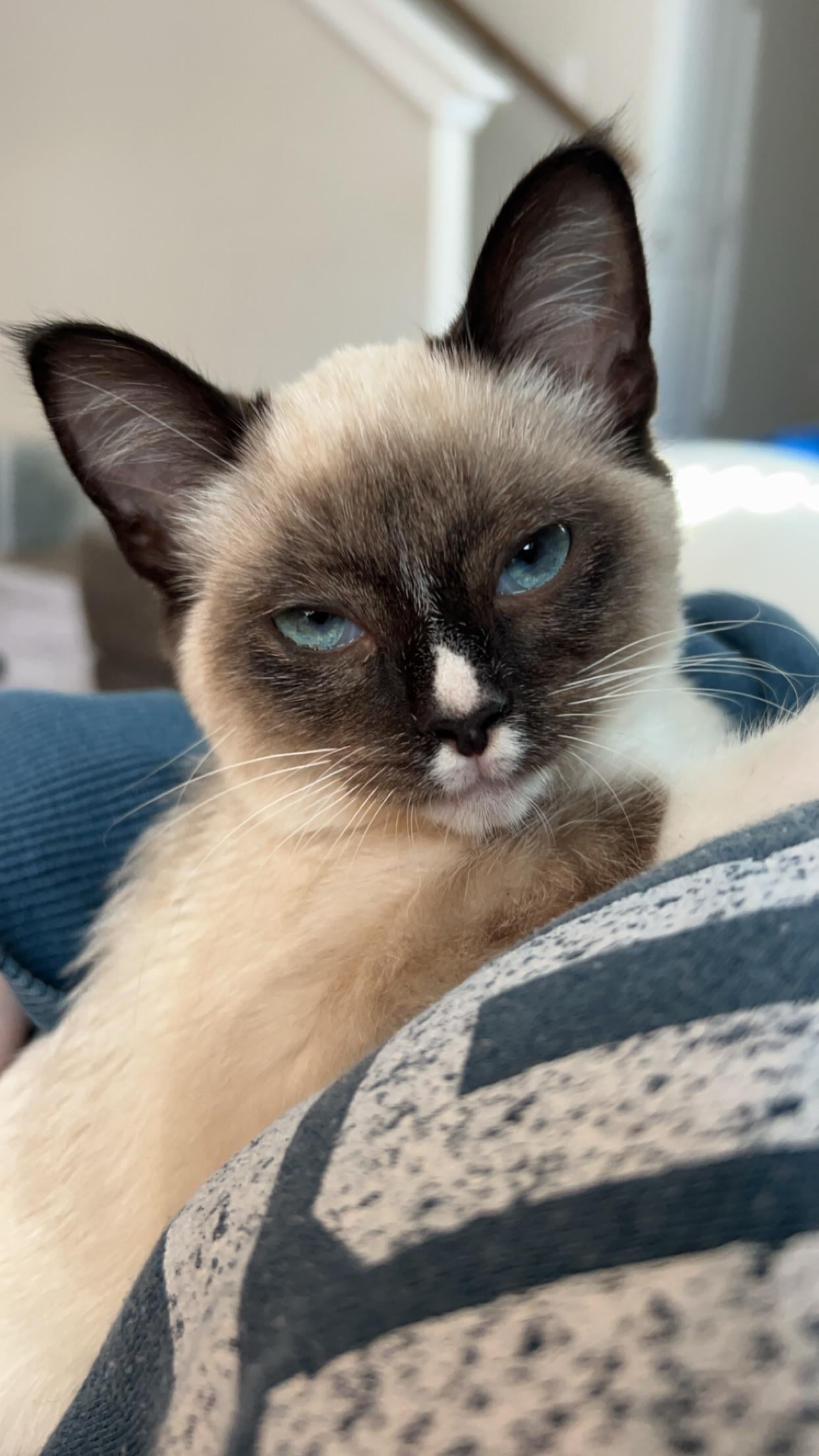 Thinking of Getting a Munchkin Siamese Cat? Read This First!