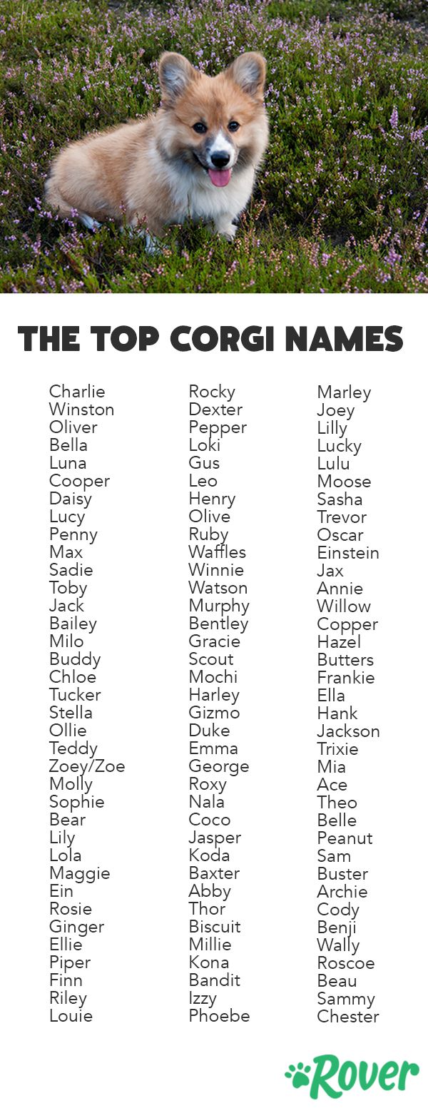From Popular to Unique: The Best Corgi Names Ever