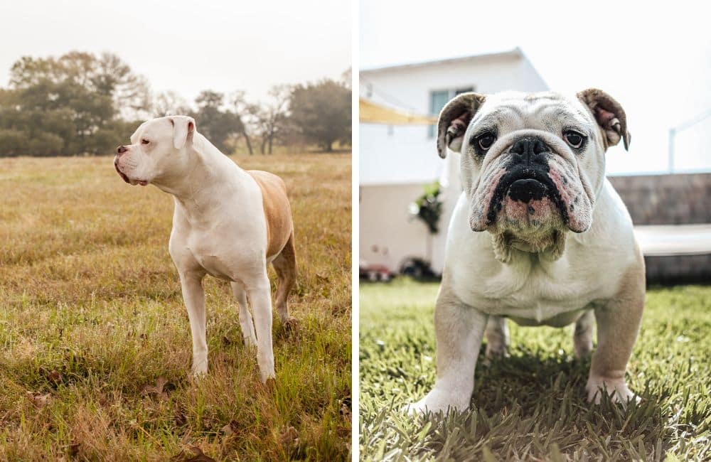 American Bulldog vs British Bulldog Temperament: What to Expect