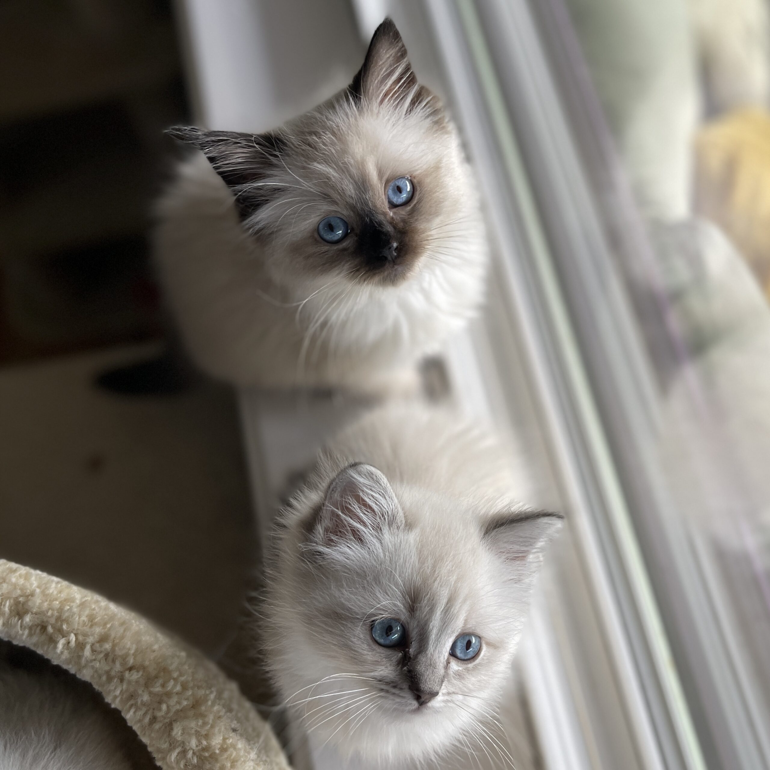 Looking for a Silver Ragdoll Cat? Heres What You Should Know