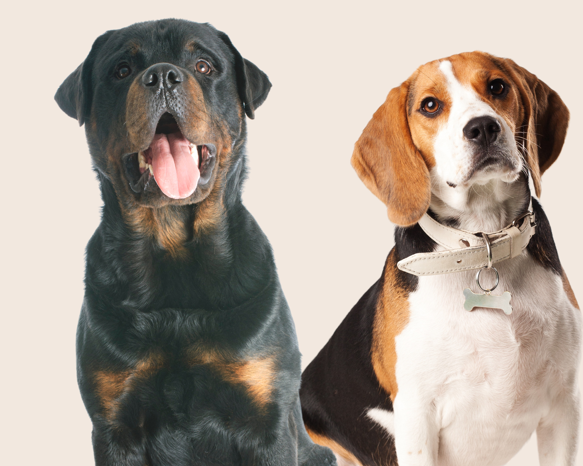 Rottweiler Beagle Mix: Temperament, Size, and Care Tips