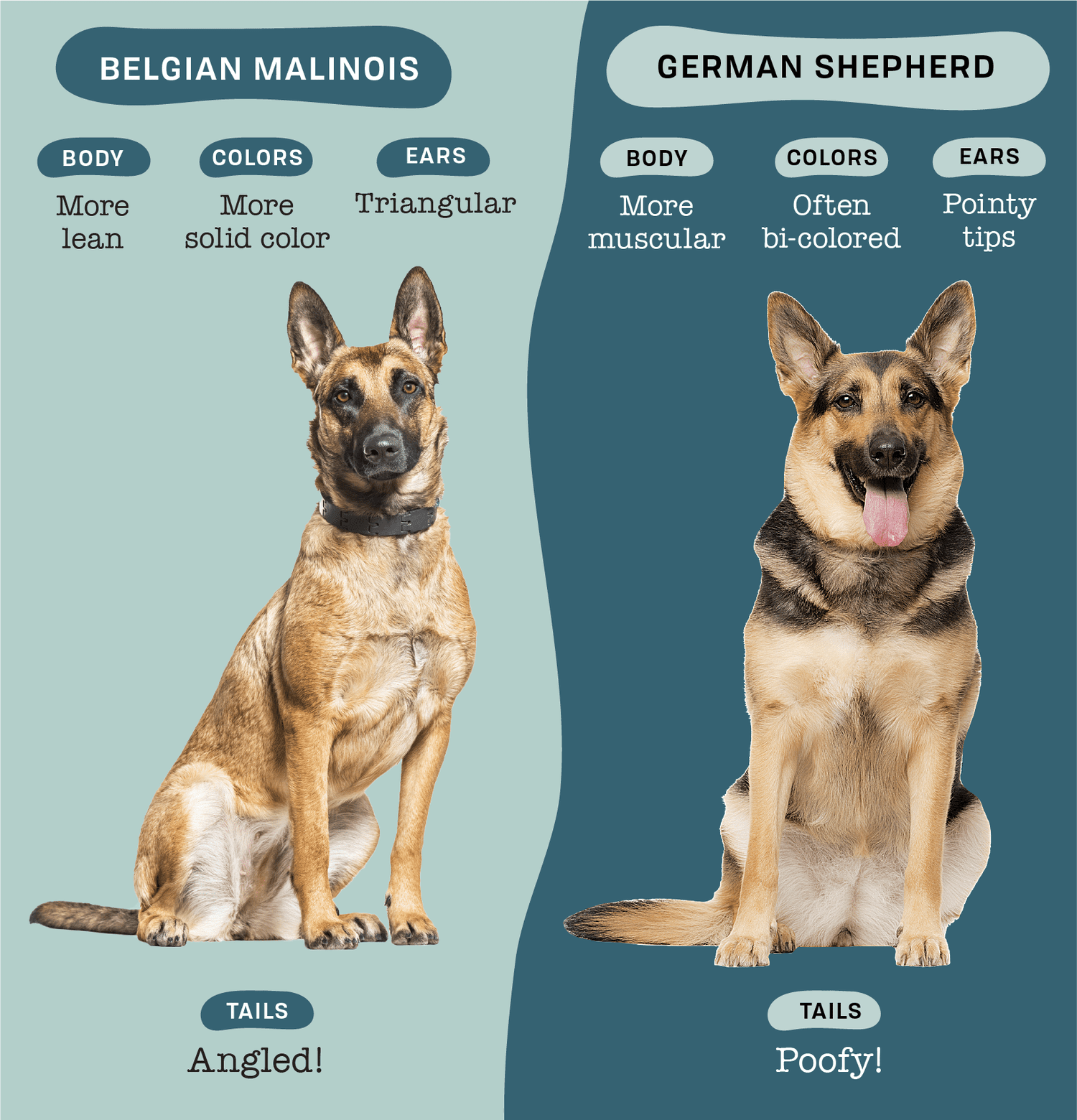 German Shepherd vs Malinois: Comparing Temperament and Training