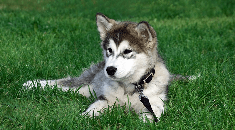 Meet the Siberian Husky German Shepherd Wolf Mix: A Complete Guide! Find Out About Their Looks and Personality.