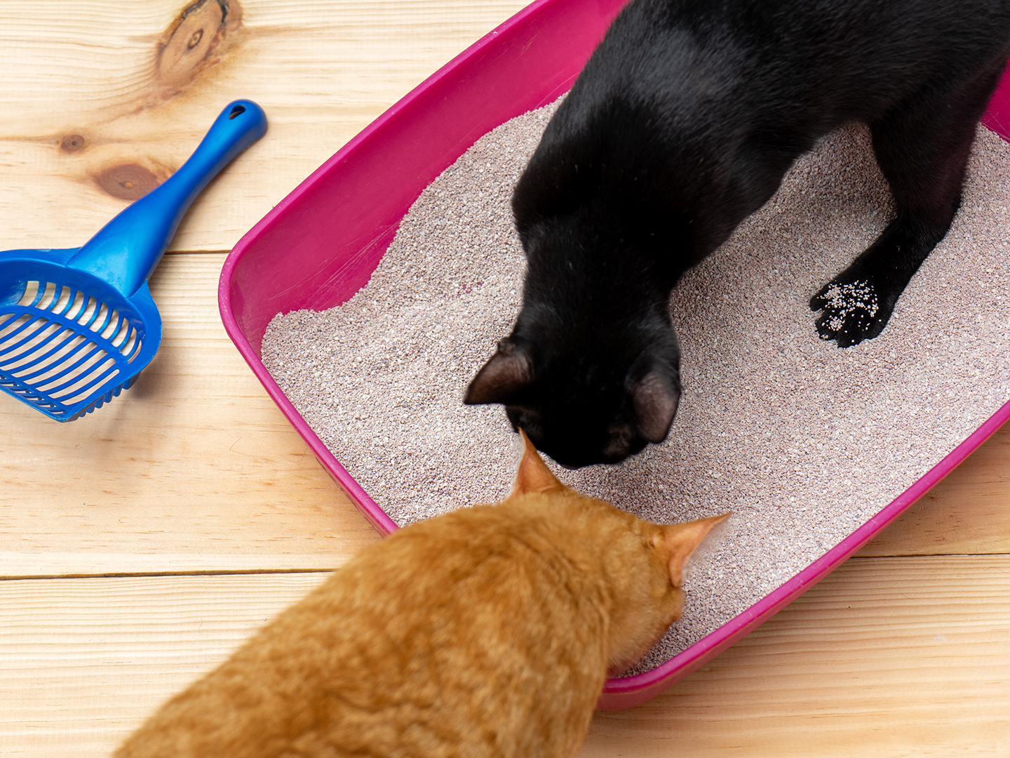 Can You Keep Cat Litter in Bedroom? A Vets Guide to Safety