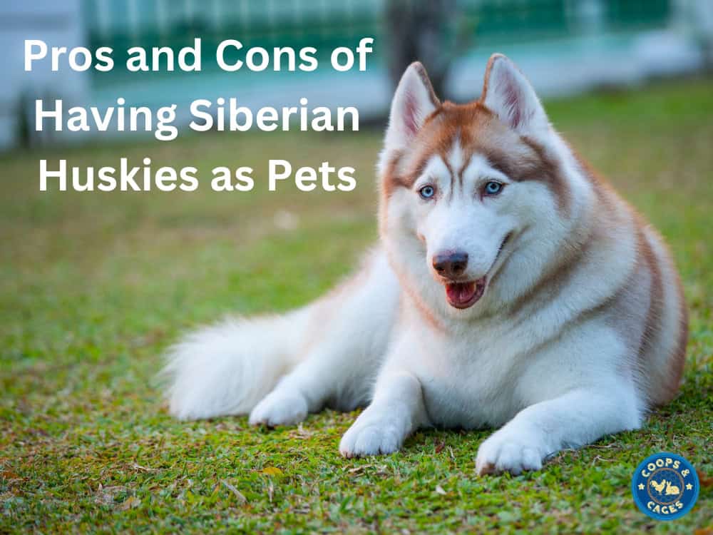 Snoopy for a Siberian Husky Good Bad or Just Okay