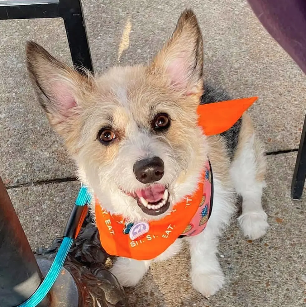 Corgi Goldendoodle Mix: The Ultimate Guide to a Cute Breed