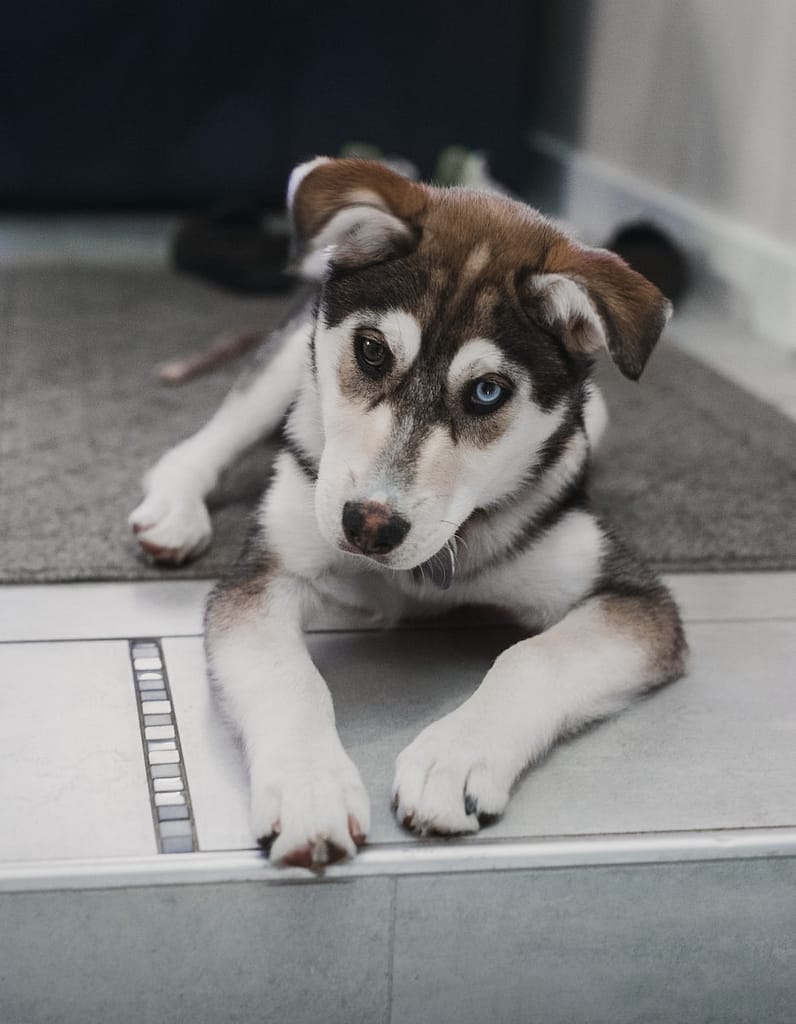 Siberian Husky Yorkie Mix: Size, Lifespan, and Personality