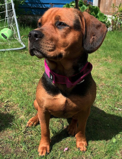 Is a Beagle Rottweiler Mix Right for You? What to Expect