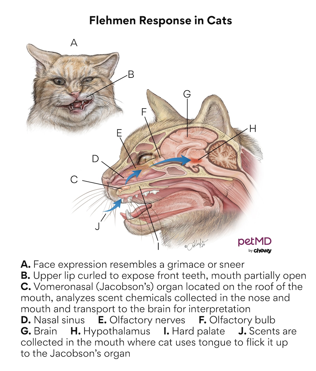How Do Cats React to the Smell of Cancer? A Detailed Guide