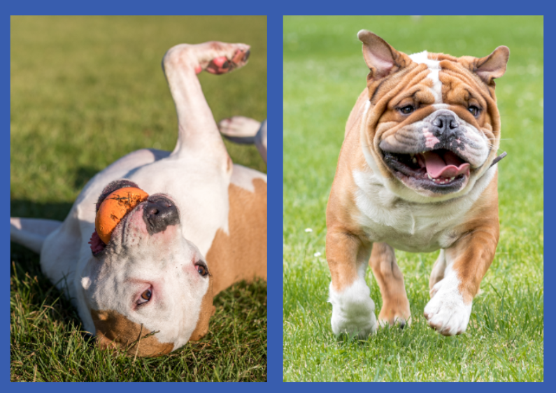 American Bulldog vs British Bulldog Temperament: What to Expect