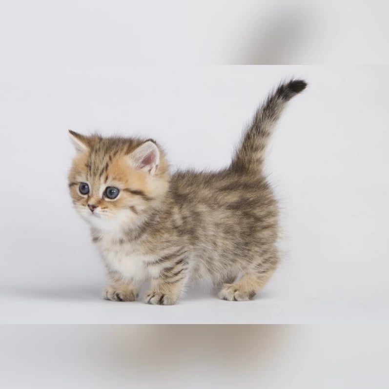 Looking for Munchkin Kittens? Find Your Buddy at Our Cattery