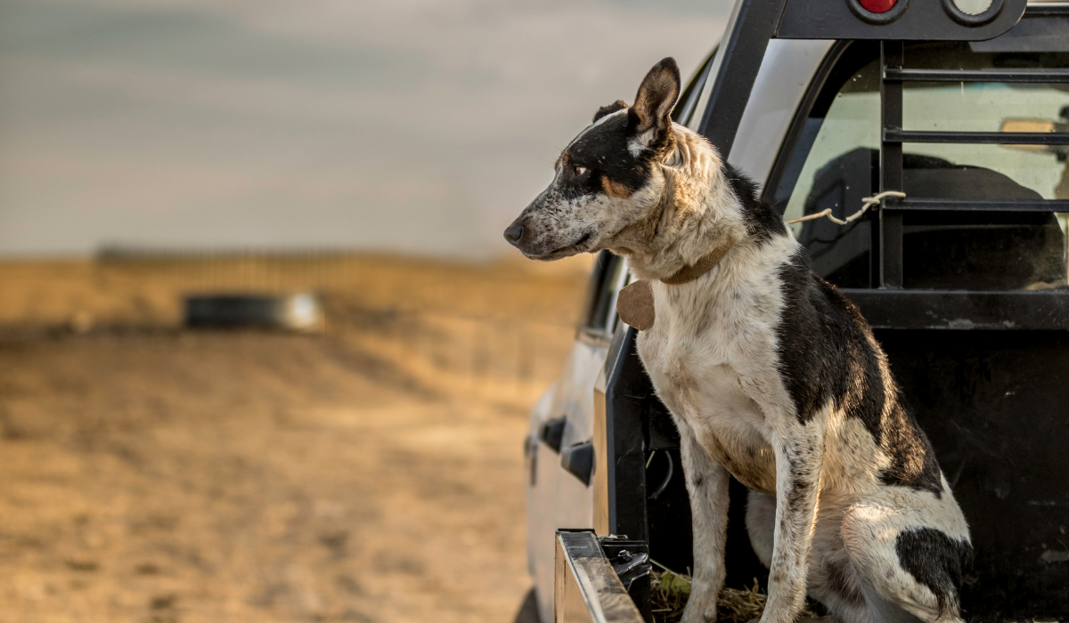Finding the Best Cow Dogs: A Guide to Choosing the Right Breed