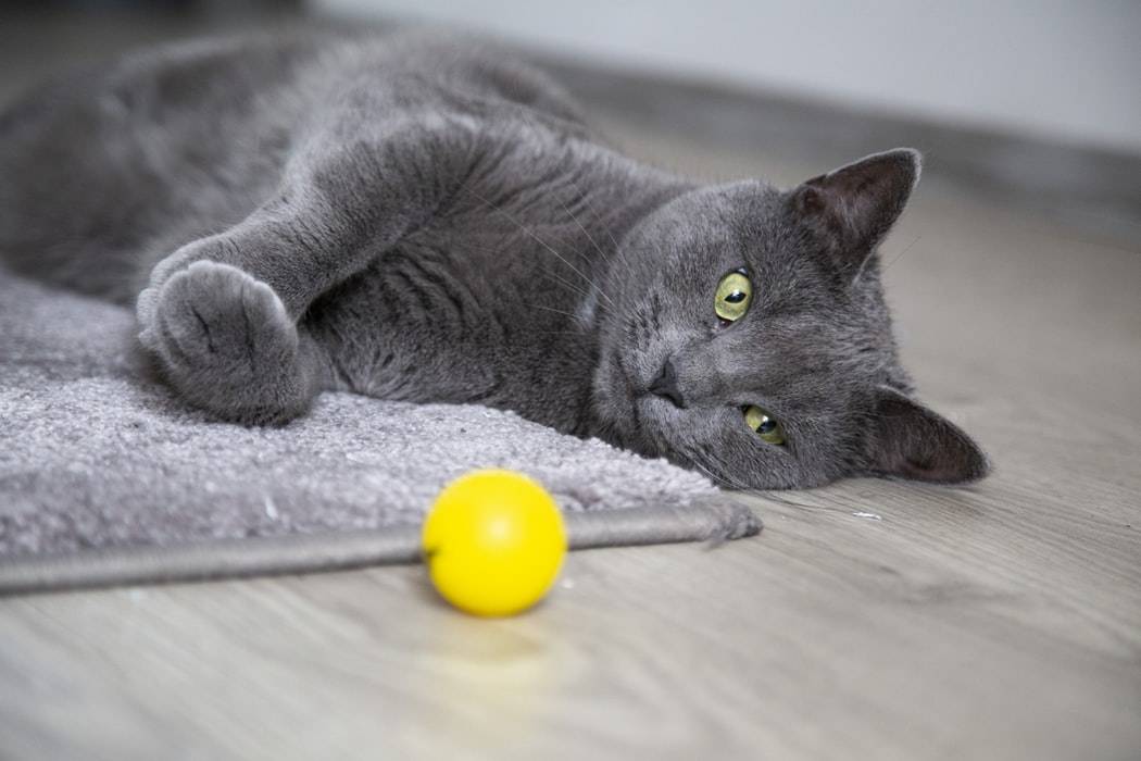 Amazing Facts About Brown Russian Blue Cats Youll Love