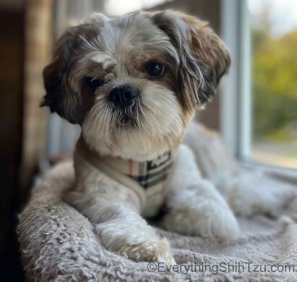 Shih Tzu Mix Dogs: Your Guide to the Cutest Hybrids