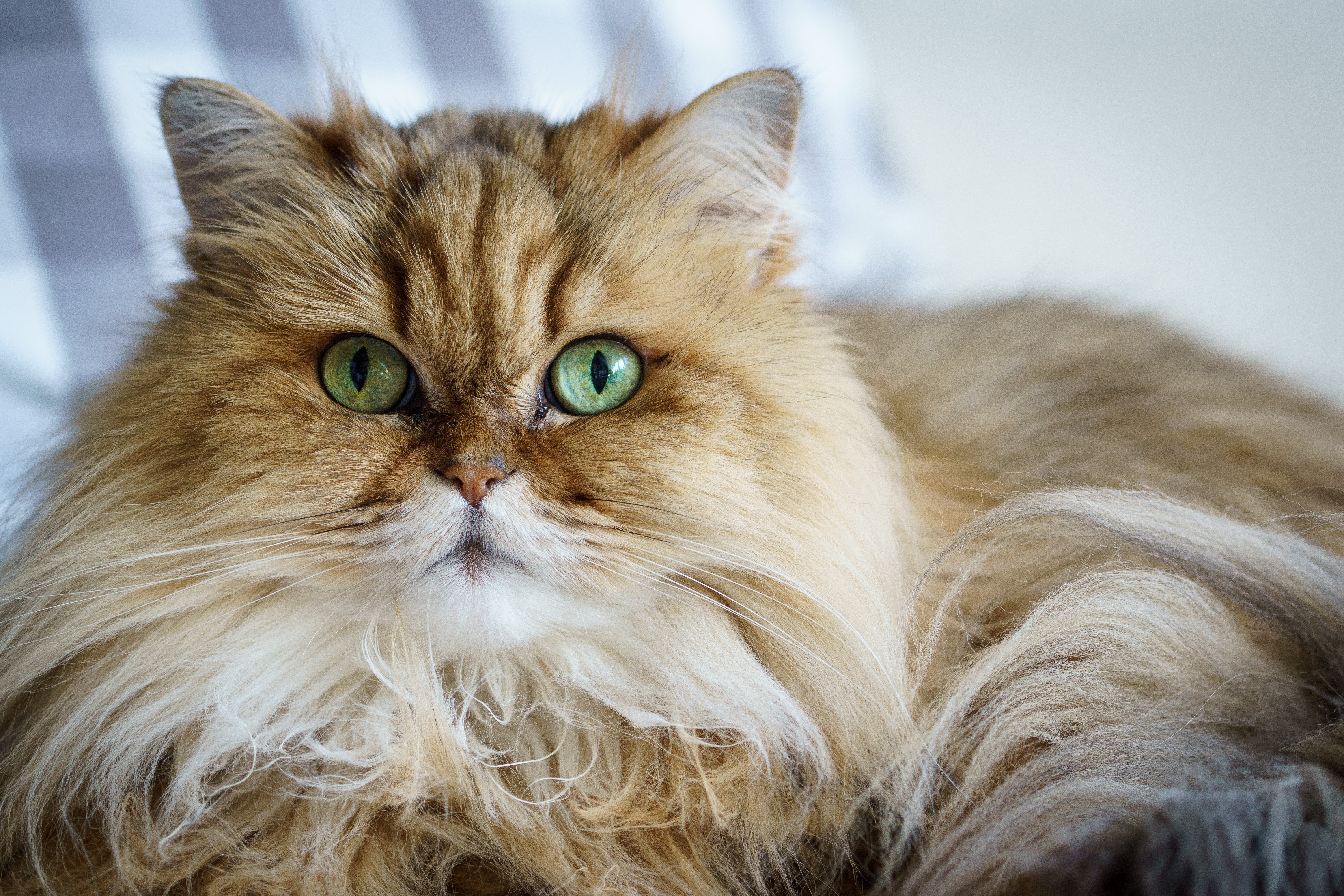 Curious About the Rate of Persian Cat? Find Out Here!