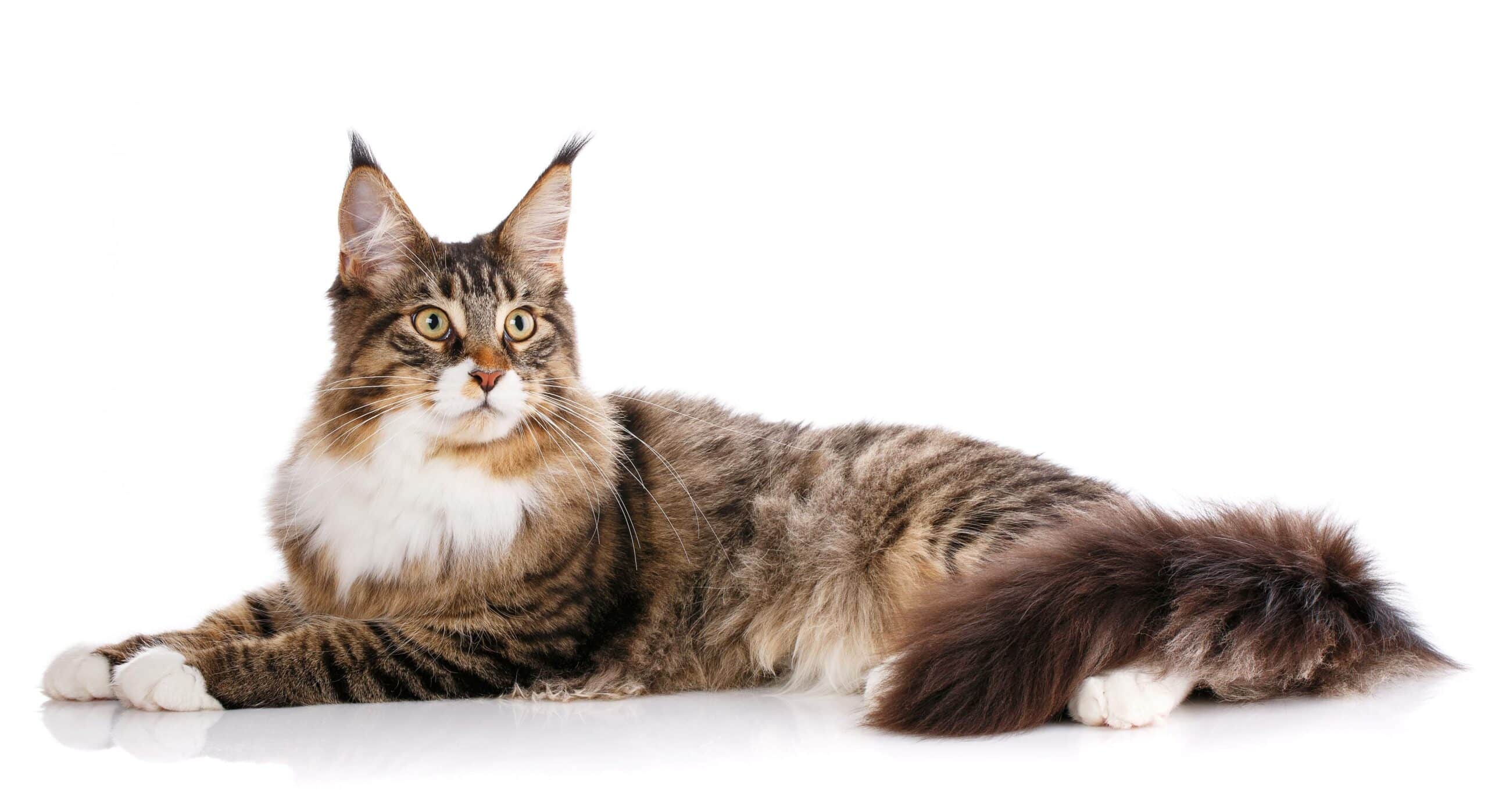Do Maine Coon Cat Hypoallergenic Really Exist? The Truth