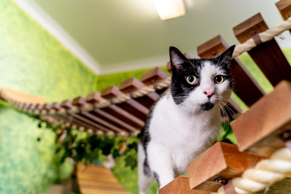 Cattery Ideas: Essential Tips for a Happy and Healthy Cat Space