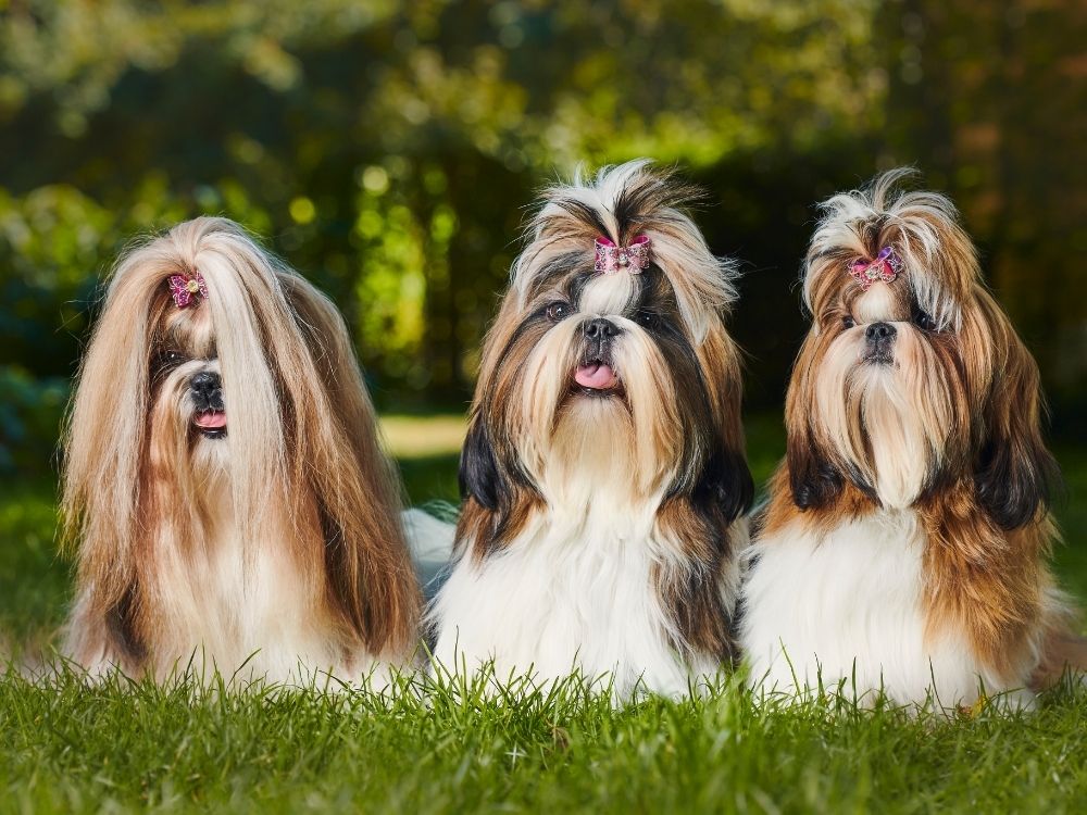 Shih Tzu Mix Dogs: Your Guide to the Cutest Hybrids