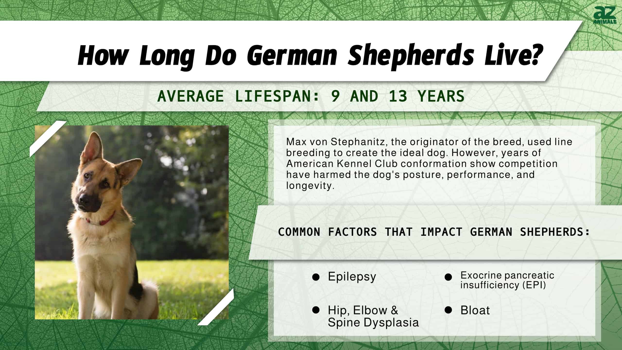 How Long Does a German Shepherd Mix Live? Discover the Average Lifespan of German Shepherd Mix!