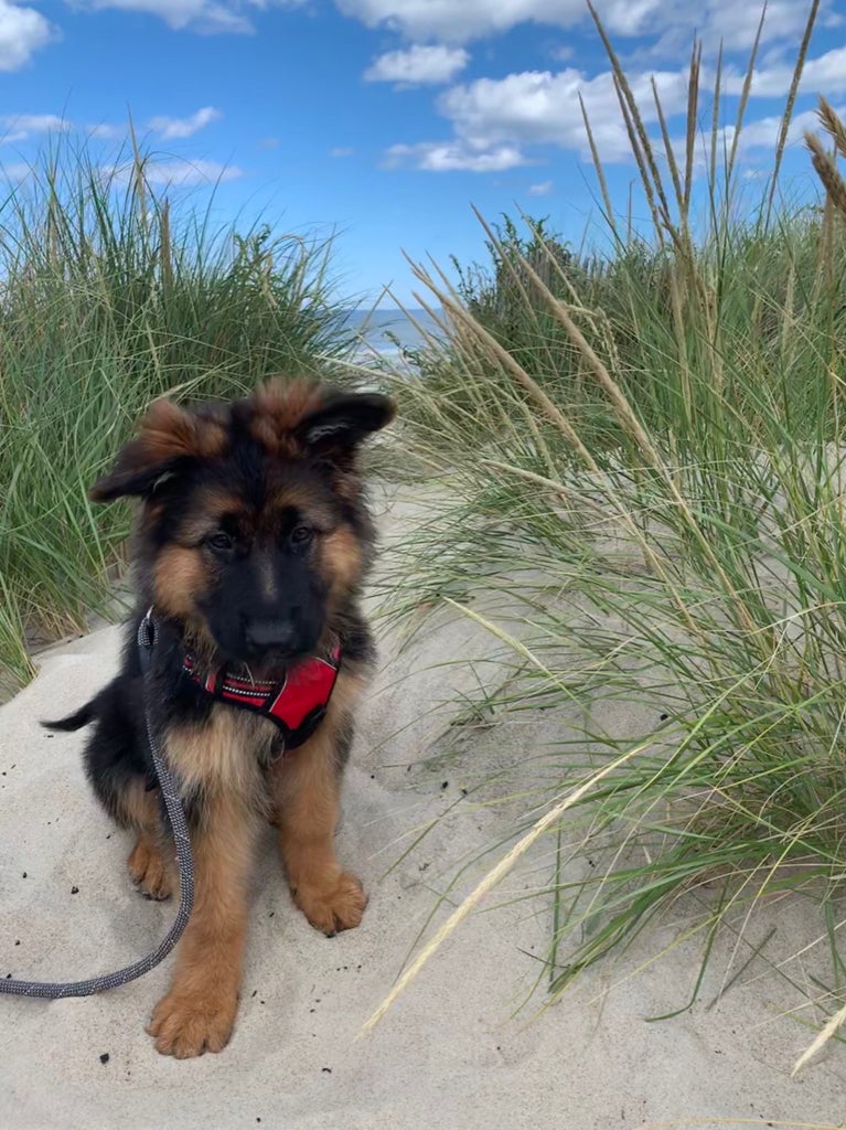 Thinking of Getting a Red German Shepherd? Read This First
