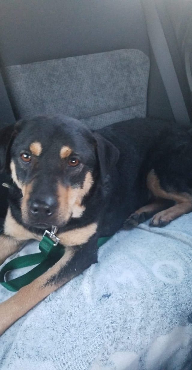 Beagle and Rottweiler Mix: The Perfect Family Dog?