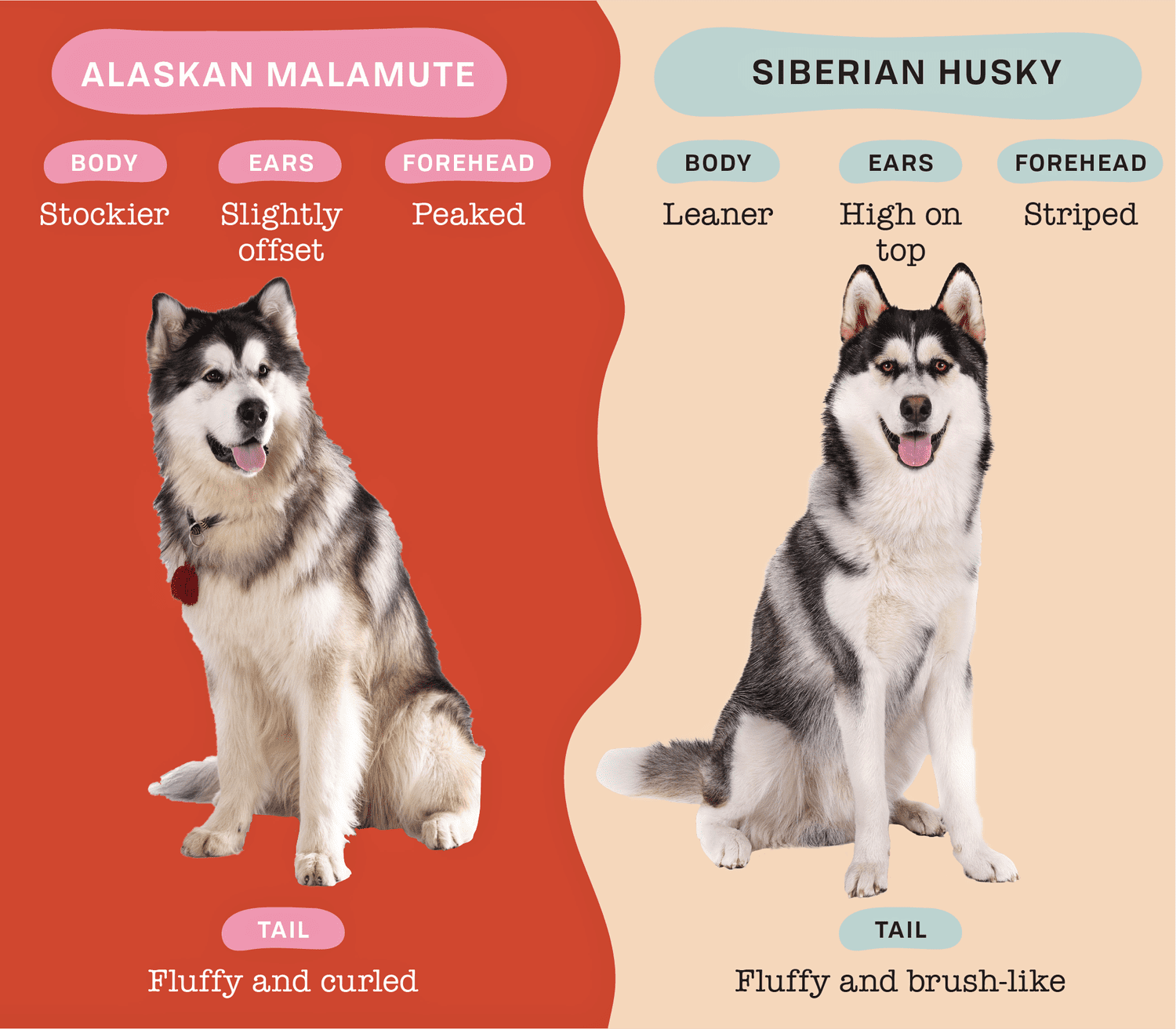 Siberian Husky and Malamute Mix: What You Should Know