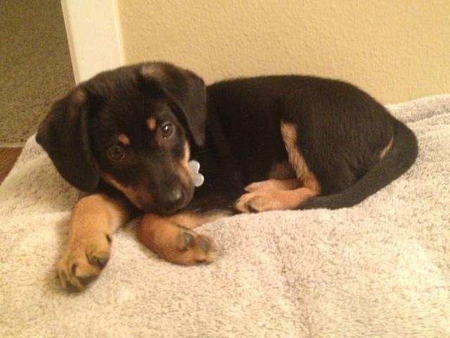 Rottweiler Beagle Mix Puppies: What to Expect